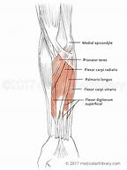 Image result for Flexors of the Forearm