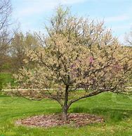 Image result for American Wild Plum Tree