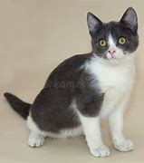 Image result for Gray Cat with Spots