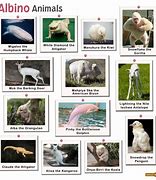 Image result for Albino Animals Book