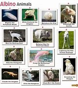 Image result for Amazing Albino Animals