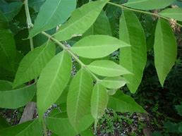 Image result for Nut Tree Leaf Identification