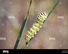 Image result for Caterpillar Tiger Swallowtail Pupa