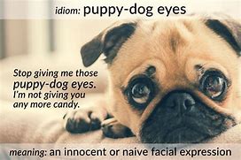 Image result for Puppy Eyes Breed