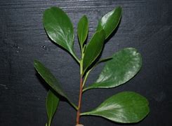 Image result for Mangrove Bonsai