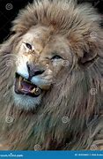 Image result for White Lion Angry