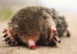 Image result for Ground Mole Traps