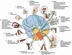 Image result for Cranial Nerves Number Diagram