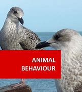 Image result for Animal Behaviour