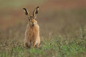 Image result for Brown Hare