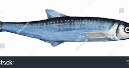 Image result for Long Baim Fish