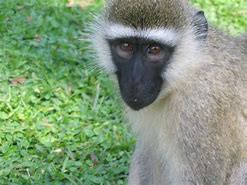 Image result for Vervet Monkey