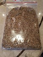 Image result for Pig Feed Oats