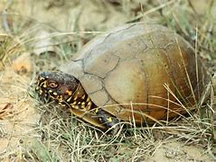 Image result for Pet Three Toed Box Turtle