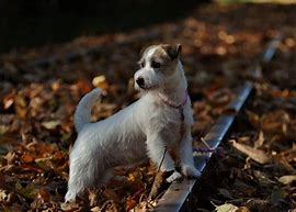 Image result for Russell Terrier