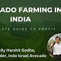 Image result for Avocado Tree in India