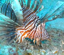 Image result for Lionfish Range