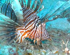 Image result for Lionfish Pet