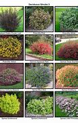 Image result for Landscape Shrubs and Bushes