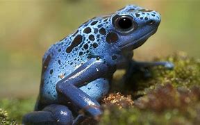 Image result for Most Poisonous Poison Dart Frog