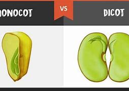 Image result for Monocot and Dicot Seeds Examples