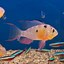 Image result for Black Angelfish Saltwater