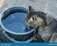 Image result for Cat in Bucket Drinking Water