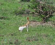 Image result for Tehuantepec Jackrabbit