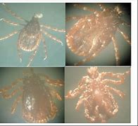 Image result for Tick Lab E-LED