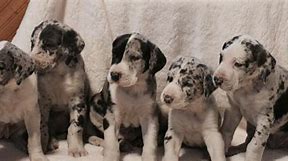 Image result for Great Dane Puppied