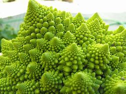 Image result for Mushroom Fractals