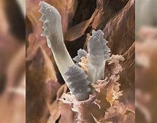 Image result for Face Mites