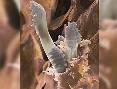 Image result for Pore Mites