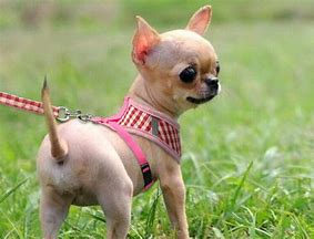 Image result for Chihuahua in Toy Oven