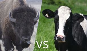 Image result for Bison vs Cow