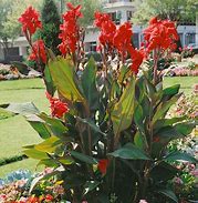 Image result for Red Leaf Canna Lily