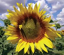 Image result for Sunflower Moth