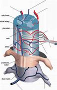 Image result for Venous Plexuses