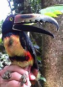 Image result for Toucan Tongue