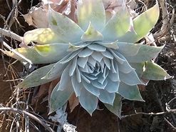 Image result for Dudleya Pulverulenta