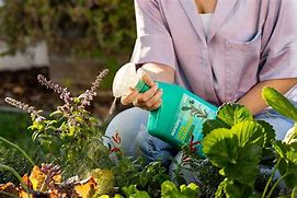 Image result for Best Systemic Weed Killer