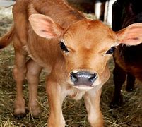 Image result for Calf Baby Cow