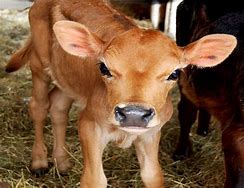 Image result for Baby Cow Face