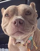 Image result for Pittie Smile