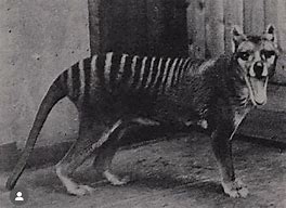 Image result for Thylacine London Zoo