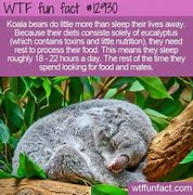 Image result for Koala Sleep