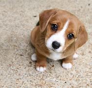 Image result for Puppy Eyes Breed