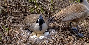 Image result for Geese Nest