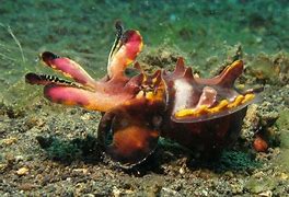 Image result for Deadly Sea Creatures