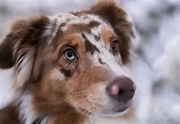 Image result for Bloodhound Australian Shepherd Mix